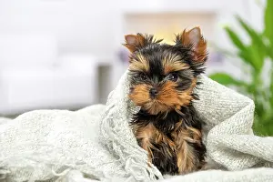 Yorkie: 80201902 Dog - Yorkshire Terrier / Yorkie puppy
