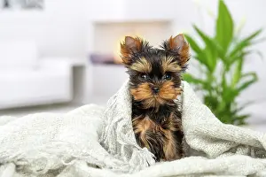 Yorkie: 80201903 Dog - Yorkshire Terrier / Yorkie puppy