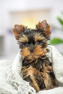 Yorkie: 80201904 Dog - Yorkshire Terrier / Yorkie puppy