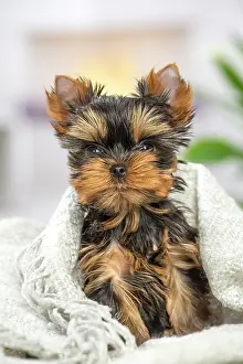 Yorkie: 80201905 Dog - Yorkshire Terrier / Yorkie puppy