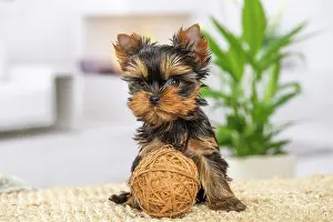 Yorkie: 80201906 Dog - Yorkshire Terrier / Yorkie puppy