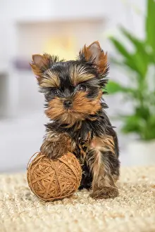 Yorkie: 80201907 Dog - Yorkshire Terrier / Yorkie puppy