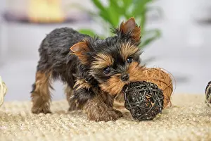 Yorkie: 80201908 Dog - Yorkshire Terrier / Yorkie puppy