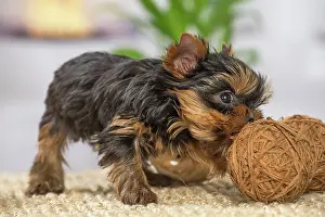 Yorkie: 80201909 Dog - Yorkshire Terrier / Yorkie puppy