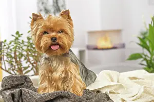 Yorkie: 80201910 Dog - Yorkshire Terrier / Yorkie Jean-Michel