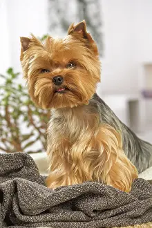 Yorkie: 80201911 Dog - Yorkshire Terrier / Yorkie Jean-Michel