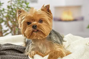 Yorkie: 80201912 Dog - Yorkshire Terrier / Yorkie Jean-Michel