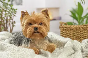 Yorkie: 80201913 Dog - Yorkshire Terrier / Yorkie Jean-Michel