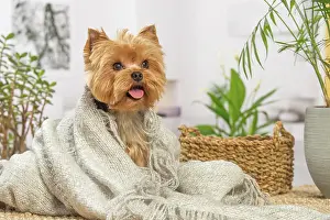 Yorkie: 80201914 Dog - Yorkshire Terrier / Yorkie Jean-Michel