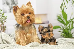 Yorkie: 80201915 Dog - Yorkshire Terrier / Yorkie with puppy