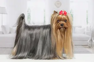 Yorkie: 80201916 Dog - Yorkshire Terrier / Yorkie with bow