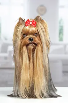 Yorkie: 80201917 Dog - Yorkshire Terrier / Yorkie with bow