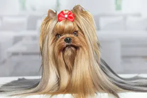 Yorkie: 80201918 Dog - Yorkshire Terrier / Yorkie with bow