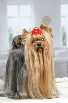 Yorkie: 80201919 Dog - Yorkshire Terrier / Yorkie with bow