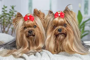 Yorkie: 80201920 Dog - Yorkshire Terrier / Yorkie with bow