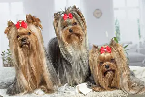 Yorkie: 80201921 Dog - Yorkshire Terrier / Yorkie with bow