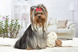 Yorkie: 80201923 Dog - Yorkshire Terrier / Yorkie with bow