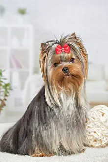 Yorkie: 80201924 Dog - Yorkshire Terrier / Yorkie with bow
