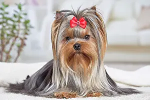 Yorkie: 80201925 Dog - Yorkshire Terrier / Yorkie with bow