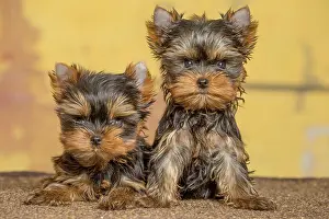 Yorkie: 80201926 Dog - Yorkshire Terrier / Yorkie puppies