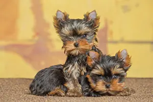 Yorkie: 80201927 Dog - Yorkshire Terrier / Yorkie puppies