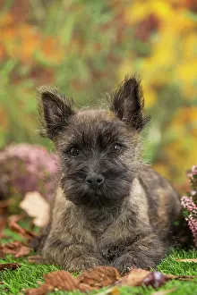 Cairn: 80201928 Dog - Cairn Terrier puppy Jean-Michel Labat