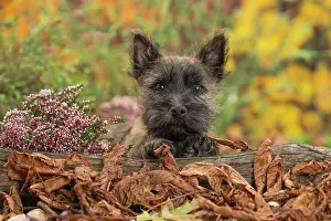 Cairn: 80201929 Dog - Cairn Terrier puppy Jean-Michel Labat
