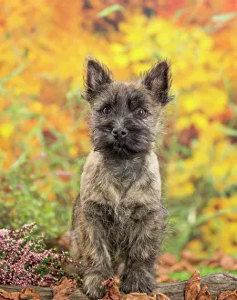 Cairn: 80201930 Dog - Cairn Terrier puppy Jean-Michel Labat
