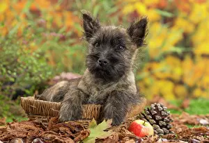 Cairn: 80201932 Dog - Cairn Terrier puppy Jean-Michel Labat