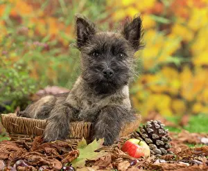 Cairn: 80201933 Dog - Cairn Terrier puppy Jean-Michel Labat