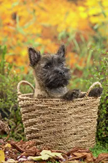 Cairn: 80201934 Dog - Cairn Terrier puppy Jean-Michel Labat
