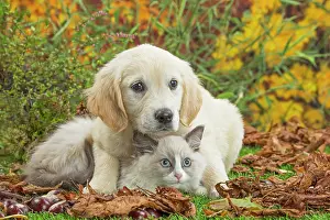 Ragdoll: 80201935 Dog and Cat - Golden Retriever with Ragdoll