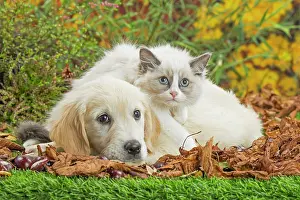 Ragdoll: 80201936 Dog and Cat - Golden Retriever with Ragdoll