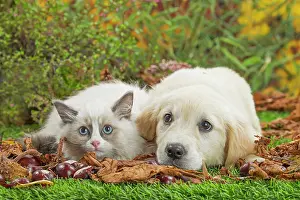 Ragdoll: 80201937 Dog and Cat - Golden Retriever with Ragdoll