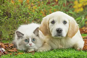 Ragdoll: 80201938 Dog and Cat - Golden Retriever with Ragdoll