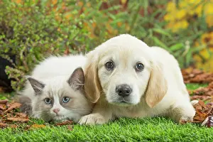 Ragdoll: 80201939 Dog and Cat - Golden Retriever with Ragdoll