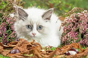Ragdoll: 80201941 Cat - Ragdoll kitten Jean-Michel Labat