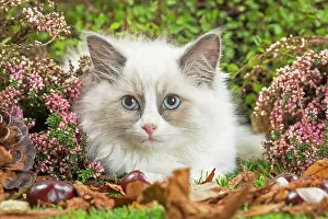 Ragdoll: 80201942 Cat - Ragdoll kitten Jean-Michel Labat