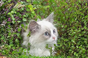 Ragdoll: 80201943 Cat - Ragdoll kitten Jean-Michel Labat
