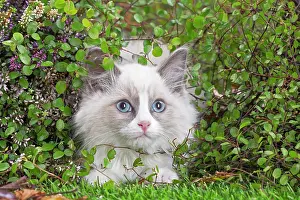 Ragdoll: 80201944 Cat - Ragdoll kitten Jean-Michel Labat