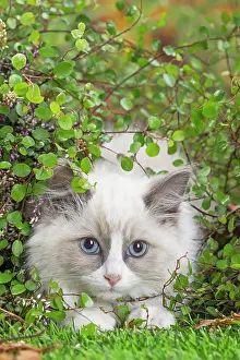 Ragdoll: 80201945 Cat - Ragdoll kitten Jean-Michel Labat