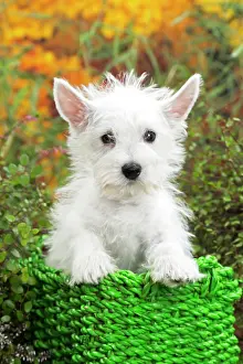 Westie: 80201946 Dog - Westie / West Highland White Terrier