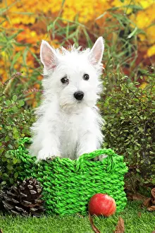Westie: 80201947 Dog - Westie / West Highland White Terrier