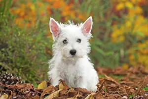 Westie: 80201949 Dog - Westie / West Highland White Terrier