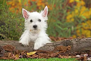 Westie: 80201950 Dog - Westie / West Highland White Terrier
