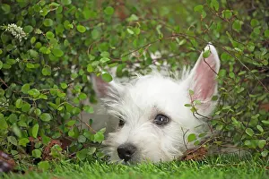 Westie: 80201951 Dog - Westie / West Highland White Terrier