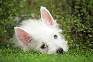 Westie: 80201952 Dog - Westie / West Highland White Terrier