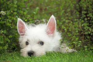 Westie: 80201953 Dog - Westie / West Highland White Terrier