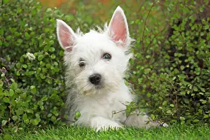 Westie: 80201954 Dog - Westie / West Highland White Terrier