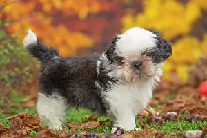 Shih: 80201958 Dog - Shih Tzu puppy Jean-Michel Labat
